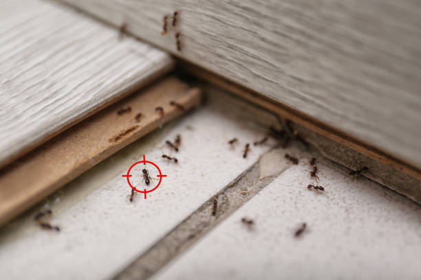 Best Local Pest Control Services  in Fall Creek, WI